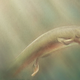 Illustration for article titled New Discovery Could Explain How Sea Creatures Evolved to Walk on Land